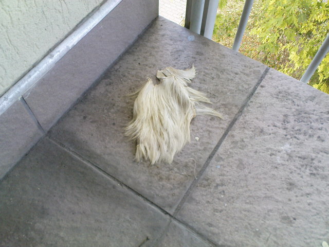 Scaled image gorgoszor.jpg 