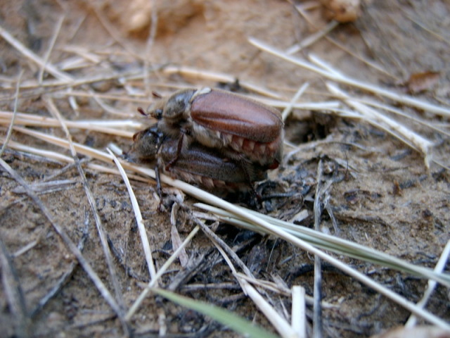 Scaled image animalsex.jpg 