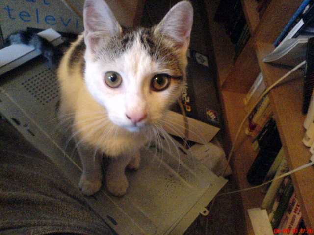 Scaled image bohocica0.jpg 