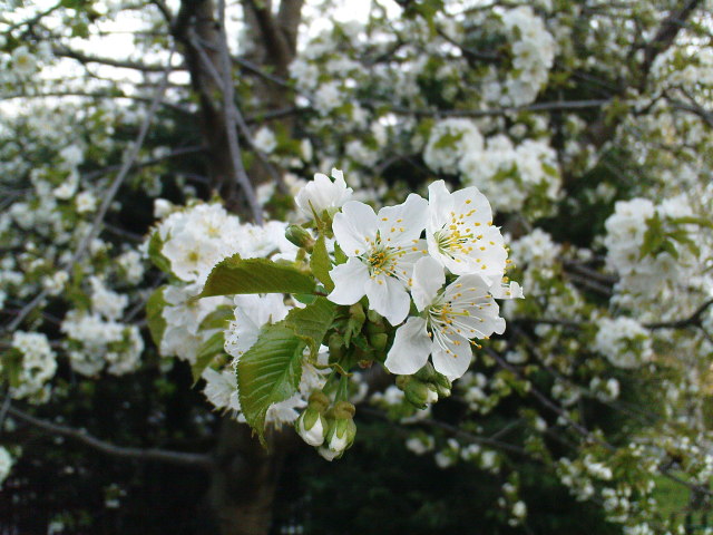 Scaled image cseresznyevirag.jpg 