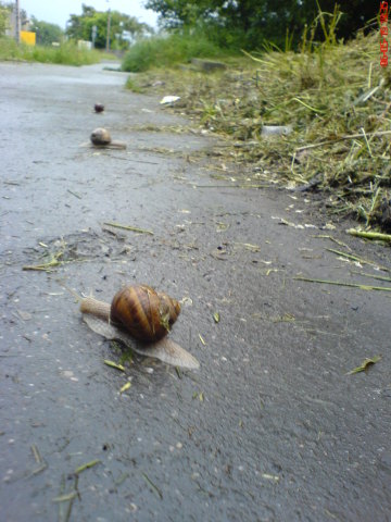 Scaled image csigarace1.jpg 