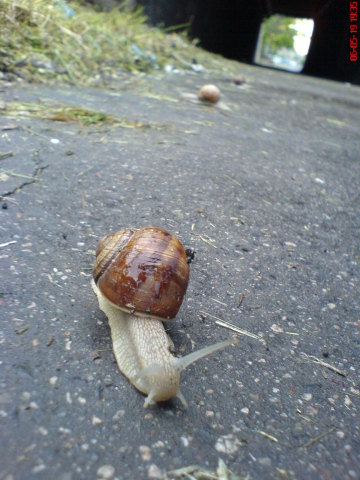 Scaled image csigarace2.jpg 