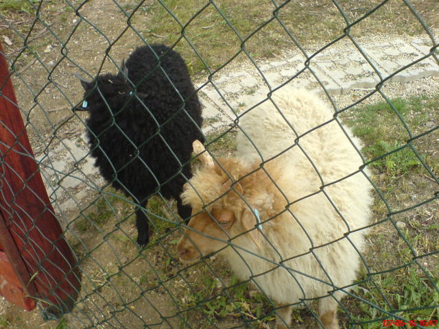 Scaled image dsc03404.jpg 