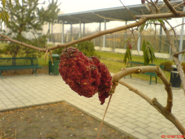 Scaled image furatermes.jpg 