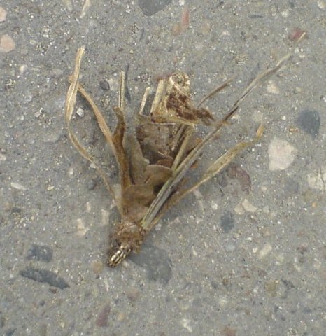 Scaled image hernyo0.jpg 