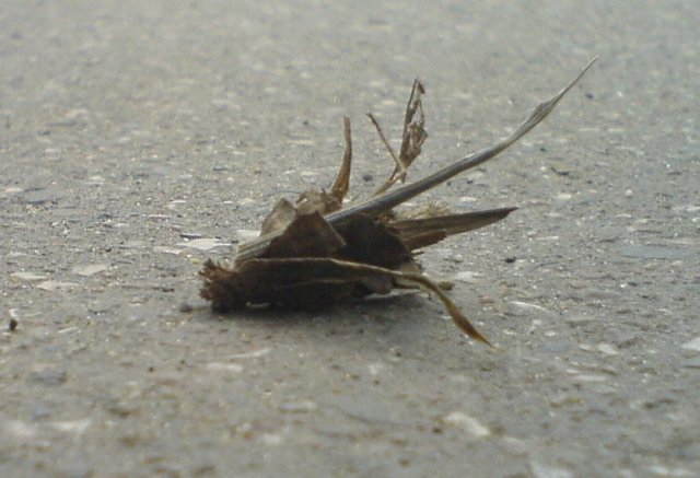 Scaled image hernyo1.jpg 