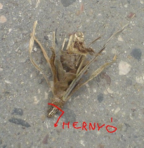 Scaled image hernyo4sanyi.jpg 