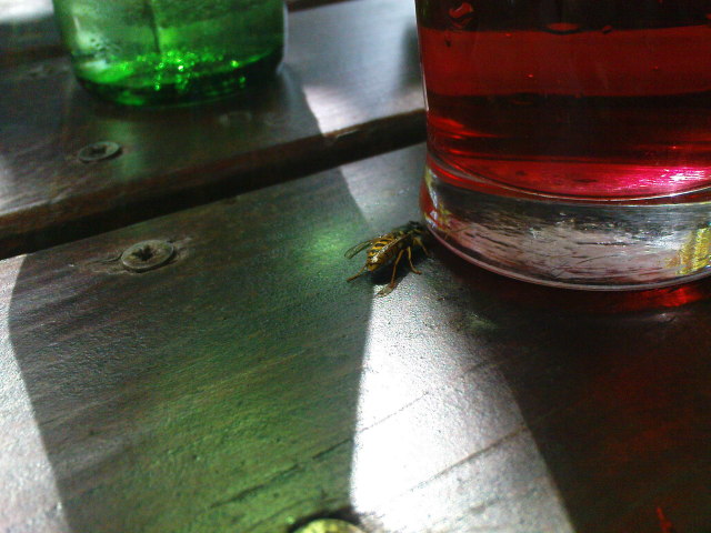 Scaled image hundarazs.jpg 