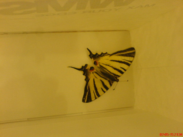 Scaled image iphiclides_podalirius01.jpg 