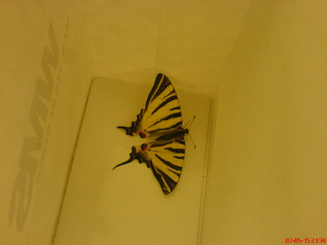 Scaled image iphiclides_podalirius02.jpg 