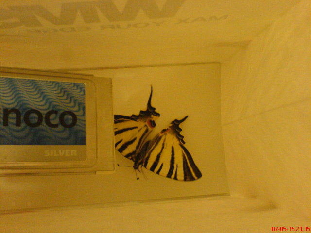 Scaled image iphiclides_podalirius03.jpg 