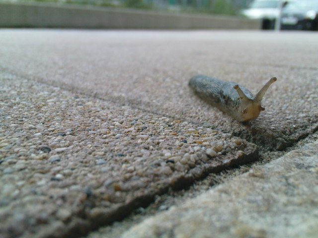 Scaled image meztelencsiga.jpg 