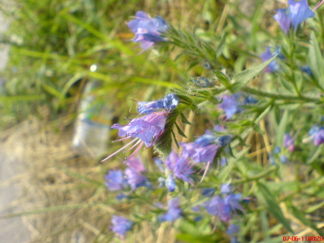 Scaled image nemtommivirag.jpg 