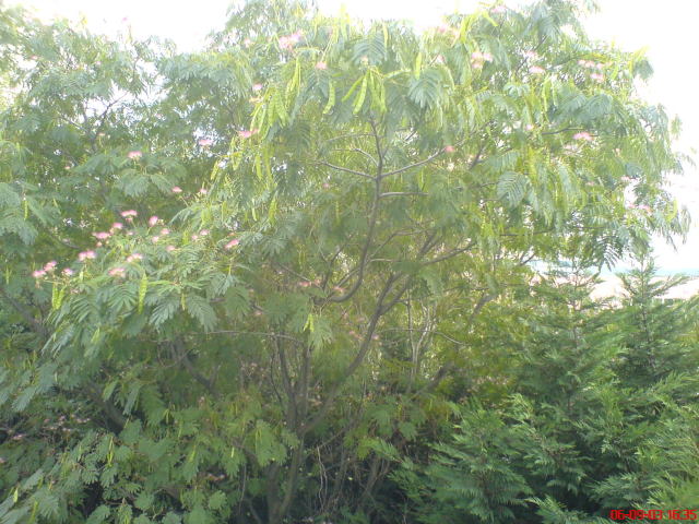 Scaled image olaszakac.jpg 