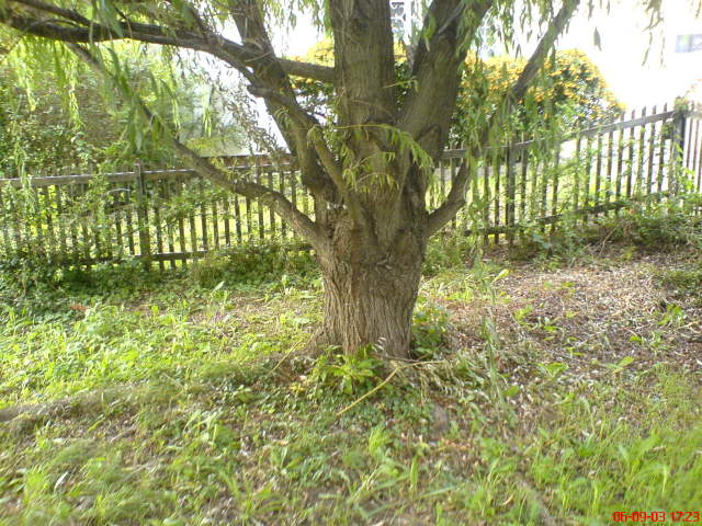 Scaled image oregfuz.jpg 