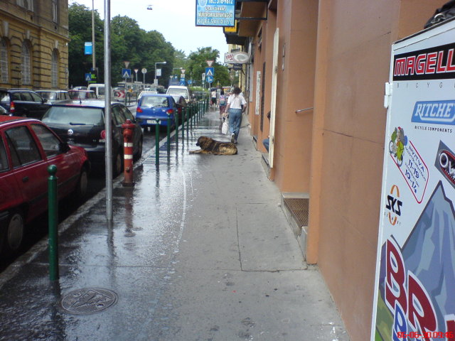 Scaled image oregmagyanyoskutya.jpg 