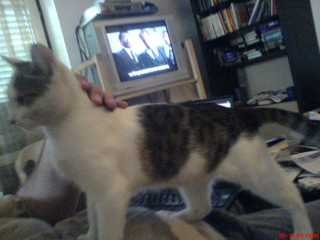 Scaled image paczni200610011.jpg 