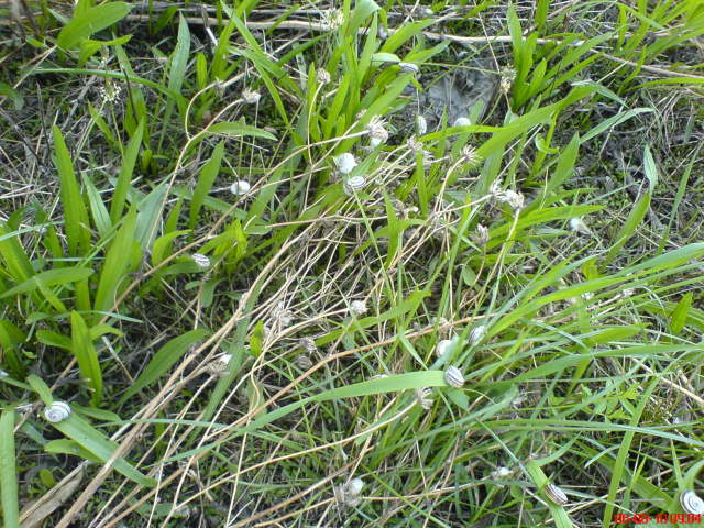 Scaled image sokcsiga0.jpg 