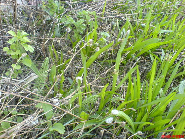 Scaled image sokcsiga1.jpg 