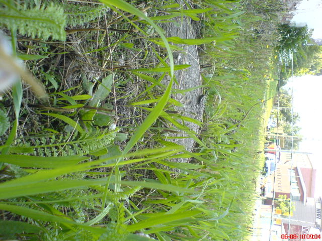 Scaled image sokcsiga2.jpg 