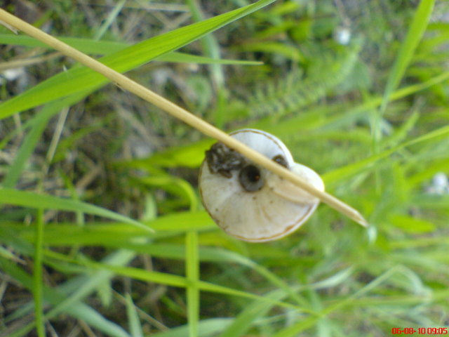 Scaled image sokcsiga3.jpg 