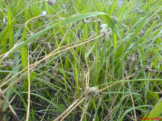 Scaled image sokcsiga4.jpg 