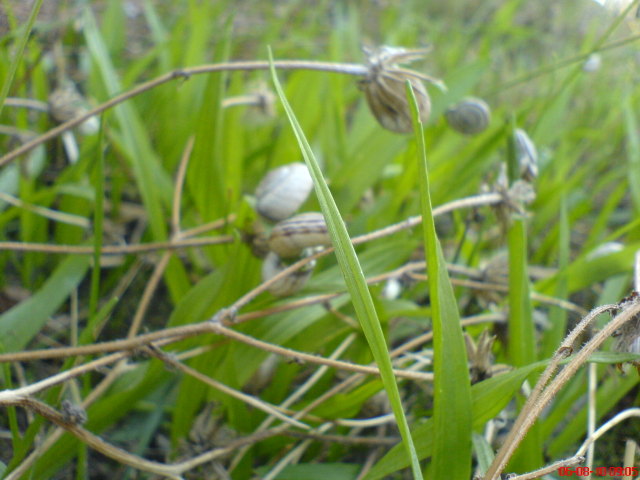 Scaled image sokcsiga5.jpg 