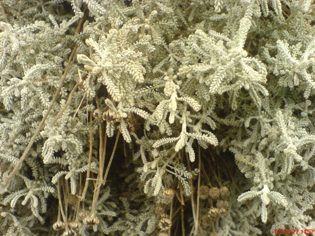 Scaled image dsc05577.jpg 