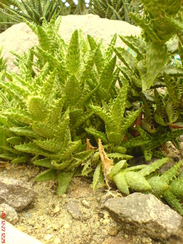 Scaled image dsc05623.jpg 