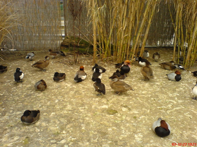 Scaled image dsc05672.jpg 