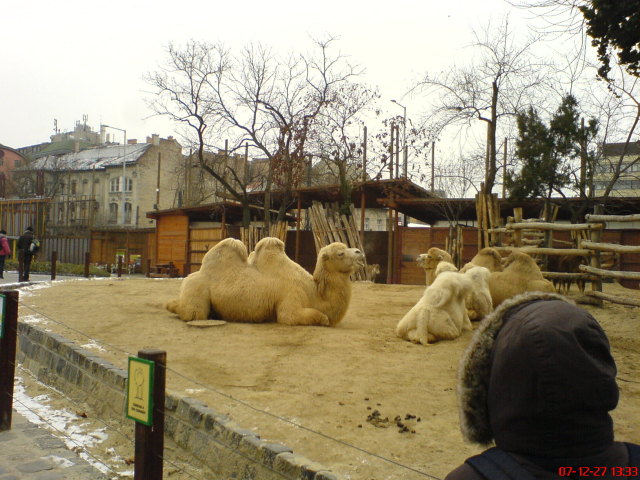 Scaled image dsc05684.jpg 