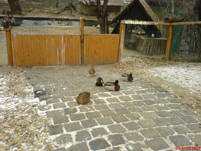 Scaled image dsc05734.jpg 