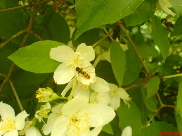 Scaled image vaciarb03.jpg 