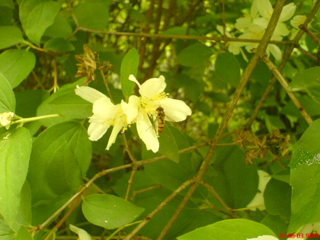 Scaled image vaciarb04.jpg 