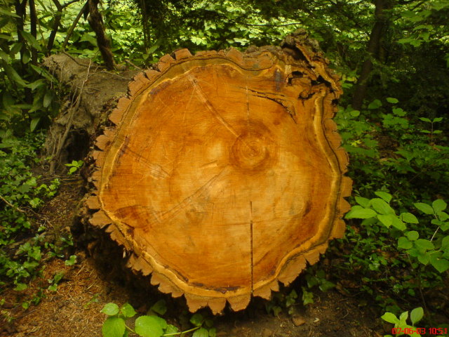 Scaled image vaciarb08.jpg 