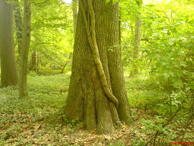 Scaled image vaciarb16.jpg 