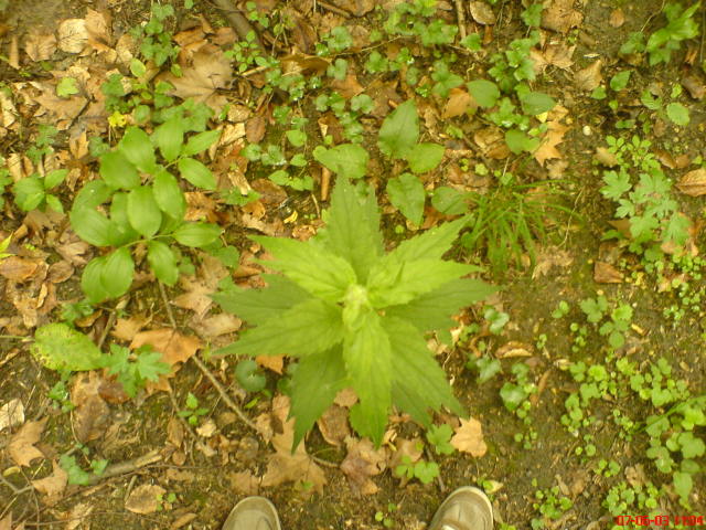 Scaled image vaciarb17.jpg 