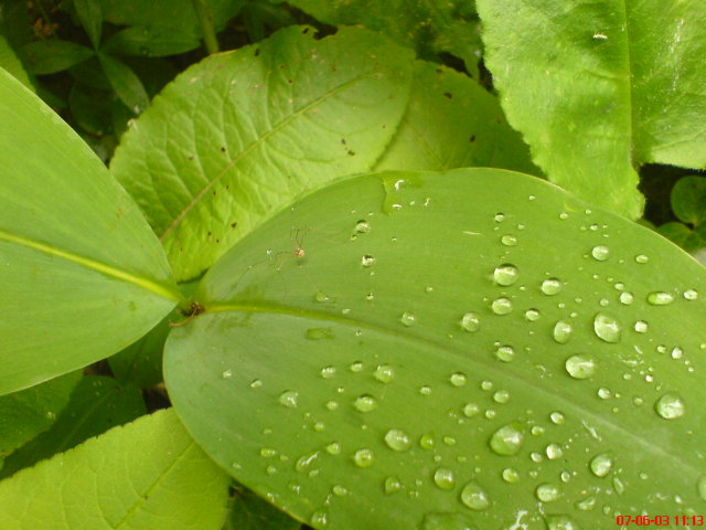 Scaled image vaciarb23.jpg 