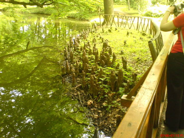 Scaled image vaciarb25.jpg 