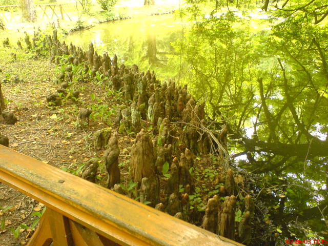 Scaled image vaciarb26.jpg 