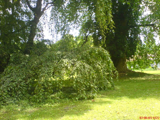 Scaled image vaciarb31.jpg 