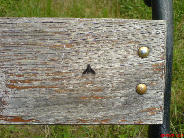 Scaled image vaciarb35.jpg 