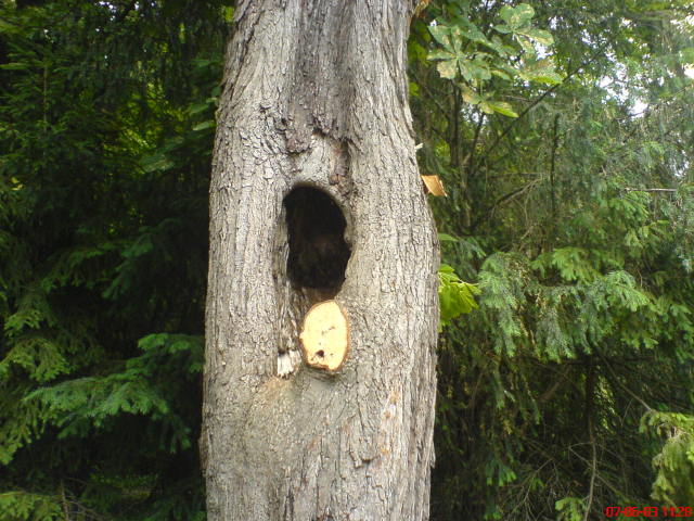 Scaled image vaciarb37.jpg 