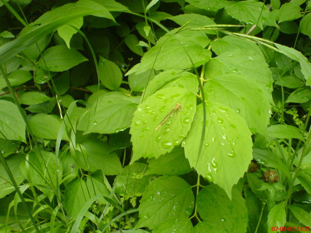 Scaled image vaciarb41.jpg 