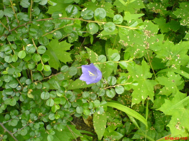 Scaled image vaciarb47.jpg 