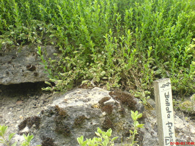 Scaled image vaciarb50.jpg 