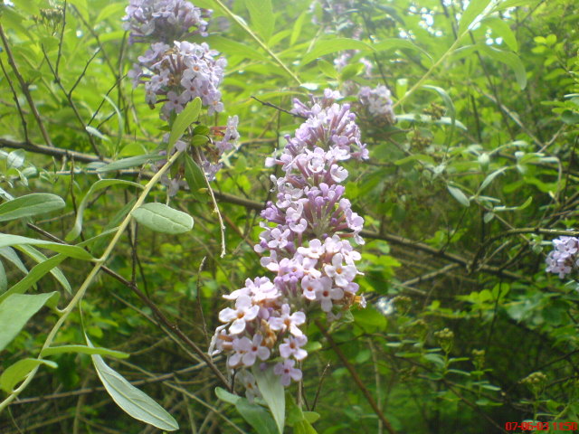 Scaled image vaciarb51.jpg 