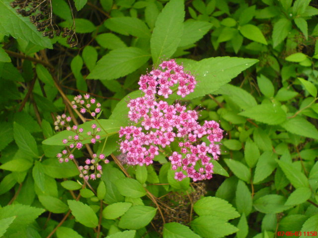 Scaled image vaciarb52.jpg 