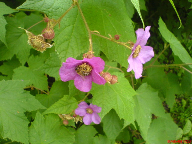 Scaled image vaciarb55.jpg 