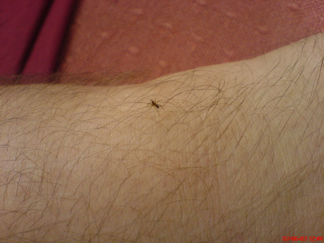 Scaled image vaciarb60.jpg 